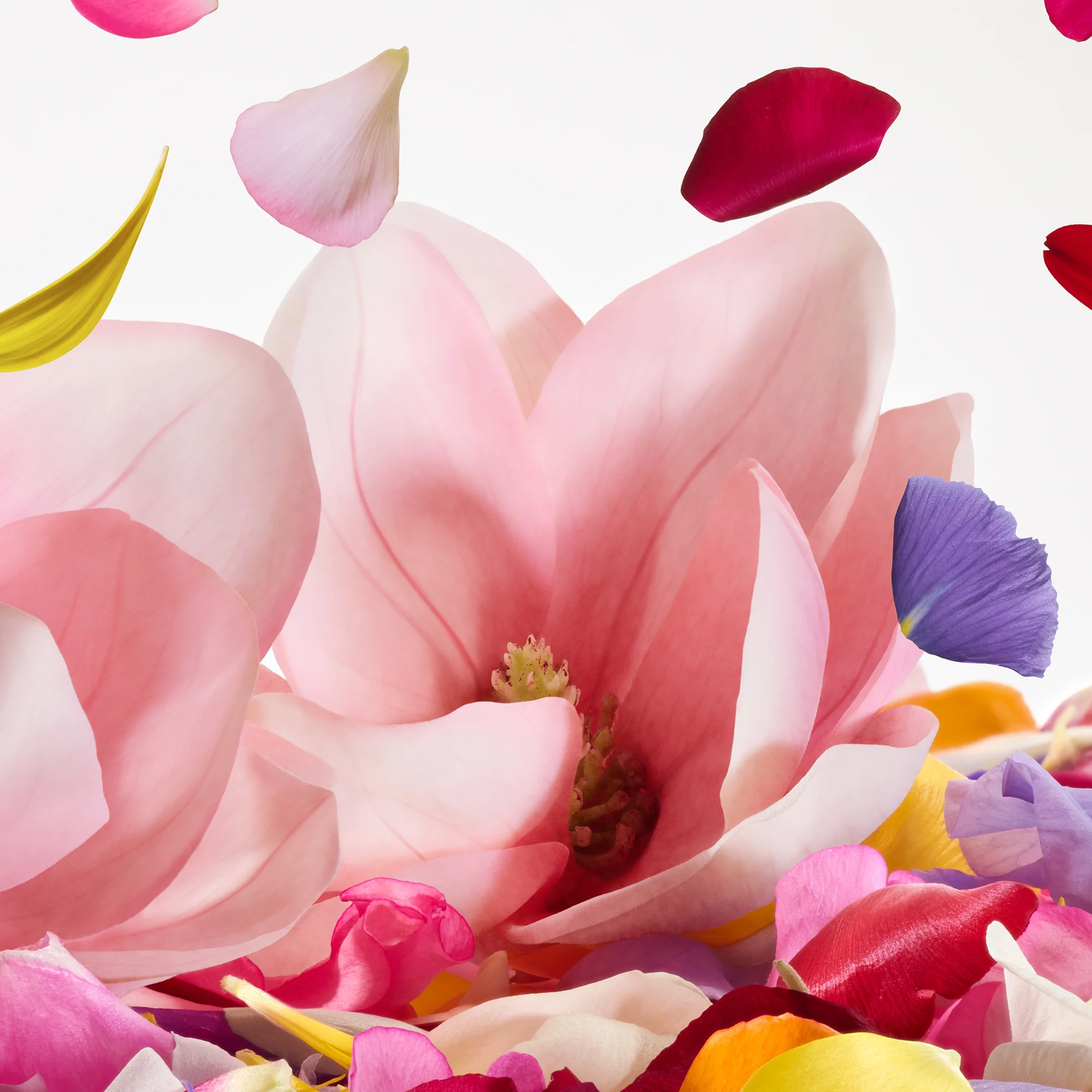 DOLCE&GABBANA Dolce Magnolia 50 ml - Image 4