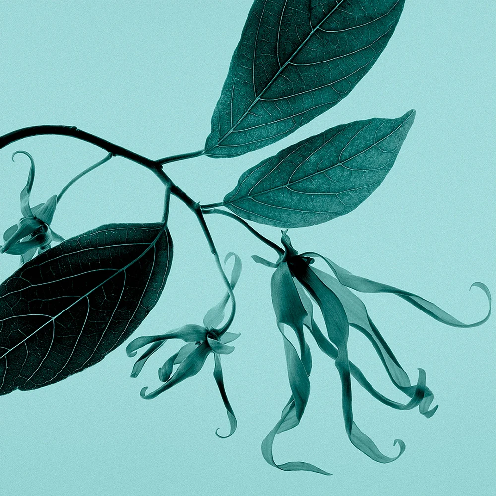 Tiffany & Co. Sheer 30 ml - Image 8