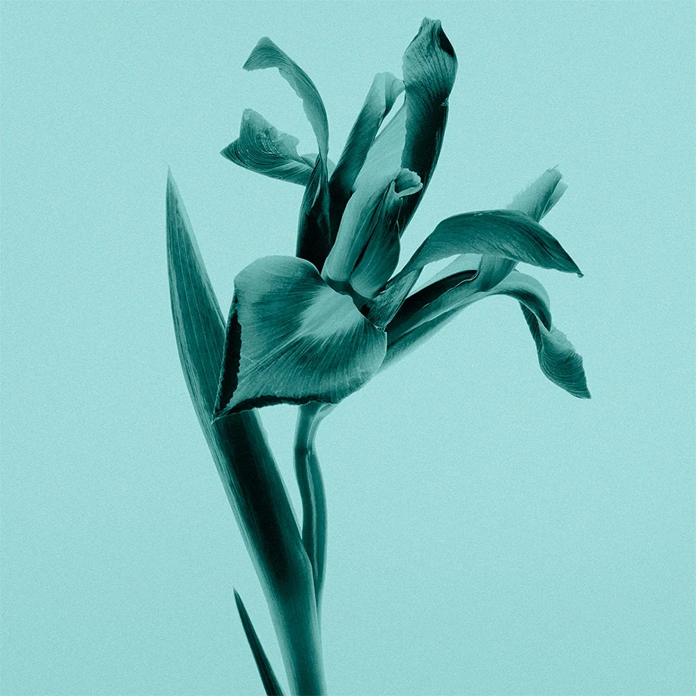 Tiffany & Co. Sheer 75 ml - Image 7